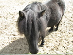 SX24200 Shetland pony.jpg